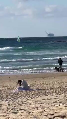 The video shows a beach scene on a sunny day. In the foreground, a person is sitting on the sand, possibly on a blanket. Nearby, two dogs interact with the person. In the background, another person walks along the shoreline with the dogs. The ocean has visible waves and a windsurfer can be seen in the distance. Beyond the ocean, a large industrial structure is visible on the horizon. The beach appears sandy with scattered debris.