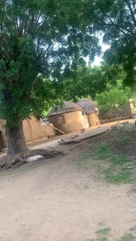 The video displays a cluster of traditional mud huts with thatched roofs in a rural environment. A large tree with exposed roots stands prominently in the foreground on the left side of the frame, casting a shadow over a patch of ground. A white object, possibly an animal or cloth, lies near the base of the tree. The ground appears to be a mixture of dirt and dry grass. In the background, more greenery, including trees and bushes, forms a backdrop. The overall impression is a serene, rural village scene.