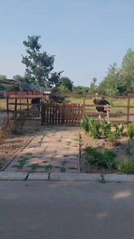 The video shows two ostriches in an outdoor enclosure on a sunny day. The enclosure is fenced with wooden posts and rails. There is a gate in the fence. A paved walkway leads to the gate. In the foreground, there are plants and landscaping. Trees and foliage are visible in the background. The sky is clear and blue.