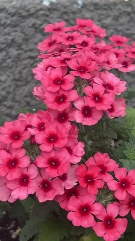 A close-up video showcases a cluster of vibrant pink verbena flowers in bloom, set against a textured gray wall that provides a rustic backdrop. The camera slowly pans across the blossoms, highlighting their delicate petals and the deep red centers that create a striking contrast. Green foliage surrounds the flowers, adding to the natural beauty of the scene. The lighting suggests it's daytime, with the sun illuminating the flowers and casting subtle shadows. The overall mood is peaceful and serene, evoking the simple beauty of a garden. There is no visible text in the video. The setting appears to be an outdoor space, possibly a garden or patio, given the presence of flowers in a planter and the rough texture of the wall. The video is focused solely on the flowers, emphasizing their intricate details and vibrant colors, with no people or other objects of interest in frame.