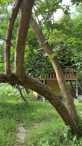 Morning life glimpses captured across Kamala, Thailand