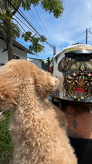 Motorcyclist carries poodle while riding in North Kuta, Indonesia