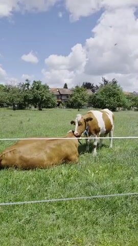 The video shows two cows in a grassy field on a sunny day with scattered clouds. One cow is lying down in the grass, facing away from the camera. The second cow is standing and appears to be licking the first cow's head. The background features trees and houses. A thin white fence is visible in the foreground.