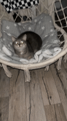 Gray cat spotted lounging in hanging chair, Chaikovsky