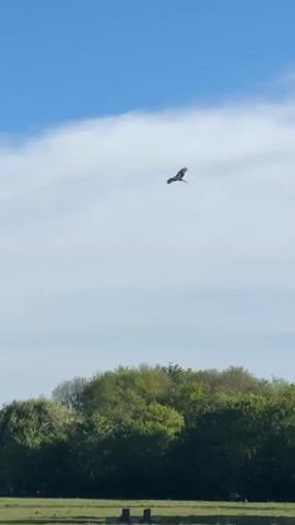 A large bird, appearing to be a raptor with broad wings, soars high in a bright blue sky with scattered white clouds. It glides from the left side of the frame towards the right, eventually descending slightly to fly past a dense line of vibrant green trees. In the foreground, a grassy field, possibly pastureland, extends across the bottom of the frame, hinting at a rural or semi-rural setting. The sunlight suggests it is daytime, and the full foliage of the trees indicates spring or summer. The scene is calm and natural, showcasing the bird's graceful flight over the landscape. No people or text are visible in the video.