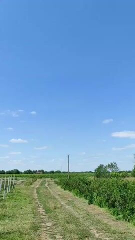 A vertical video shows a dirt path through a green field. On the left side of the path, there is a row of white posts. On the right side of the path, there are green bushes. In the background, there are trees and a bright blue sky with a few white clouds. The video pans slightly to the right.