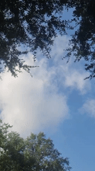 Looking up through palms and pink blooms in Altamonte Springs
