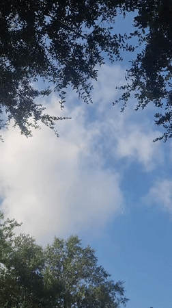 Looking up through palms and pink blooms in Altamonte Springs