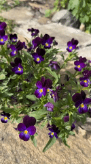Rural scenes: purple pansies, blue tractor, customized dirt bike documented