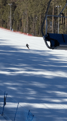 Early morning skiing activity captured at mountain resort
