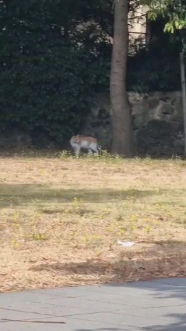 The video shows two cats in a grassy outdoor area with trees and bushes in the background. The first cat, a tabby with white markings, is seen in the foreground on the left, walking to the right. The second cat, also a tabby with white markings, is in the middle ground on the right, walking to the left. Both cats appear to be walking away from each other. The ground is covered in dry grass and a few small yellow flowers. A tree trunk is prominent in the center of the frame, with a stone wall and dense green foliage behind it.
