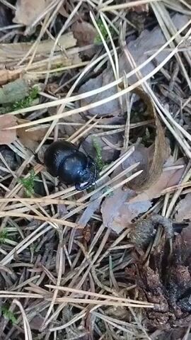 A black beetle is shown moving across a forest floor littered with pine needles, leaves, and moss. The beetle is small and shiny, with visible legs and antennae. The camera remains focused on the beetle as it navigates the terrain.