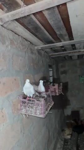 This media file captures a dimly lit interior scene, likely a coop or shelter, housing pigeons and chickens. The rough stone walls and wooden plank ceiling suggest a rustic setting. In the foreground, two white pigeons are perched on purple nesting crates, one facing the camera and the other looking away. Behind them, more pigeons are visible in nesting boxes mounted on the wall. Below, a group of chickens are gathered on the floor. The lighting is dim, indicating it may be nighttime or the interior is poorly lit. The camera movement is shaky, suggesting it's handheld. The overall impression is one of a functional, somewhat unkempt, animal enclosure.
