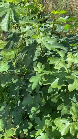 The video shows a close-up of a green fig tree with large, hand-shaped leaves. The leaves are lush and dense, filling the frame. Sunlight filters through the leaves, creating dappled shadows. In the background, a blurry chain-link fence and some greenery are visible. The camera is mostly stationary, with slight movements that suggest it might be held by hand. There are no people or animals in the video. The overall impression is of a healthy, thriving plant in an outdoor setting.