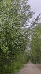 Spring blossoms documented along rural paths in Kratovo, Russia