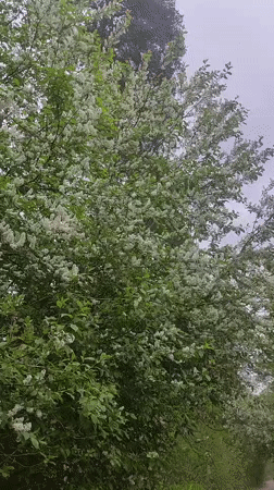 Spring blossoms documented along rural paths in Kratovo, Russia