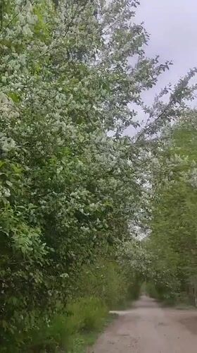 Spring blossoms documented along rural paths in Kratovo, Russia