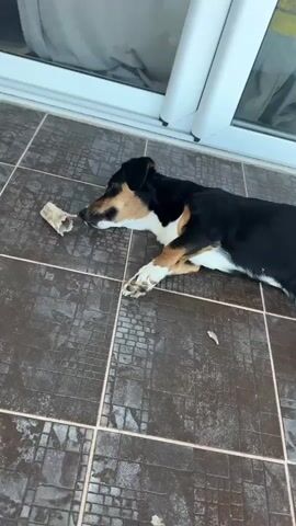 A black and tan dog lies on a tiled floor, gnawing on a bone. The dog is positioned on its side, facing left, with its head resting on the floor. Its front paws are near the bone. The floor tiles are dark brown with a subtle pattern. A sliding glass door or window is visible in the background, with a white frame. The lighting suggests an outdoor or semi-outdoor setting.