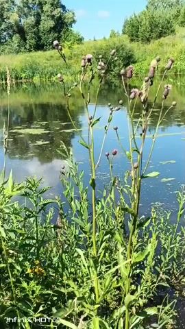 A video begins showing a close-up of tall, green plants with purple buds in the foreground. Behind them is a calm body of water, likely a lake or pond, with reflections of trees and a blue sky. As the video progresses, the camera pans to the right, revealing a fishing rod with a line in the water. The fishing rod appears to be set up, suggesting someone is fishing, though no person is visible in the frame. The surrounding environment is lush and green, with a grassy hill in the background dotted with trees. The water has patches of green algae floating on its surface. The scene is peaceful and appears to be a natural outdoor setting on a sunny day. The camera continues to pan, showing more of the water's surface and the distant shoreline.