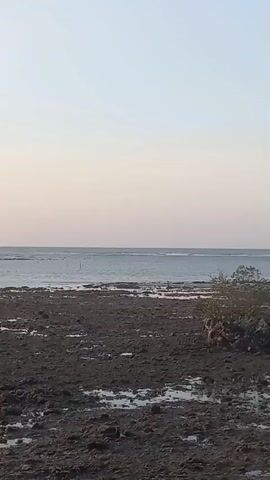 The video pans slowly across a muddy, shallow shoreline with scattered puddles and some vegetation. In the distance, the ocean stretches out under a pale sky, with a faint line of waves visible near the horizon. There are no people or animals visible in the scene.