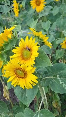 The video shows a close-up view of a cluster of sunflowers, with one sunflower prominently in focus in the foreground. A bee is visible on the center of this sunflower. The background is filled with more sunflowers and green foliage, indicating a sunflower field. The lighting suggests it is daytime. The camera pans slightly, capturing different angles of the sunflowers and the bee.