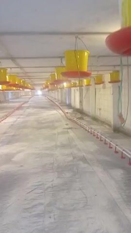 The video shows the interior of a poultry farm building. The camera is moving forward down a long aisle. On either side of the aisle, there are rows of yellow feeders with red bases suspended from the ceiling. Below the feeders, there are rows of red automatic drinkers mounted on white pipes running along the floor. The walls are made of concrete blocks, and the ceiling is a light-colored material. The floor is covered with a light-colored material, possibly plastic sheeting or a concrete surface. The building appears to be empty, with no animals or people visible. The lighting is provided by overhead lights, some of which are on, casting a bright glow. The overall impression is one of an industrial-style animal housing facility.