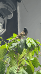 Red-vented Bulbuls spotted across Pokhara in early morning sightings