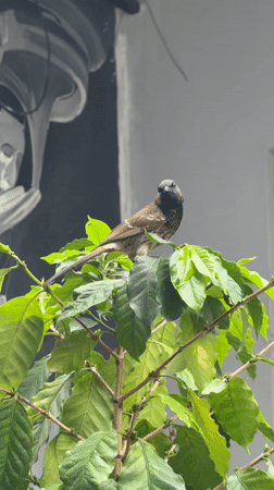 Red-vented Bulbuls spotted across Pokhara in early morning sightings