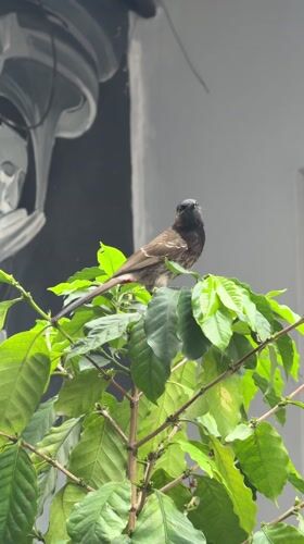 Red-vented Bulbuls spotted across Pokhara in early morning sightings