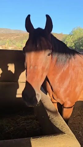 A brown horse with a black mane stands in a stable or stall, with hay visible in a feeding trough. The horse is eating from the trough. Sunlight streams in from the right, casting a shadow on the horse's face and the stable wall. The background shows a hillside with some trees and a clear blue sky. In one moment, the horse sticks its tongue out.
