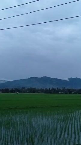A vertical video opens on a landscape shot of a rice paddy with young green rice shoots and reflections of the sky. The sky is cloudy and overcast, with a blue-gray hue. In the background, a range of low, forested mountains stretches across the horizon. A few wisps of clouds cling to the peaks. A line of trees forms a dark green border between the rice paddy and the mountains. The overall impression is of a peaceful, rural scene under a subdued sky. Two thin dark lines, possibly power lines, are visible across the top of the frame. The video is short and static, with no discernible movement or action.