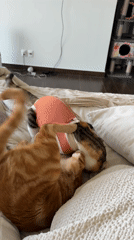 Two cats play and wrestle on bed in Mexico
