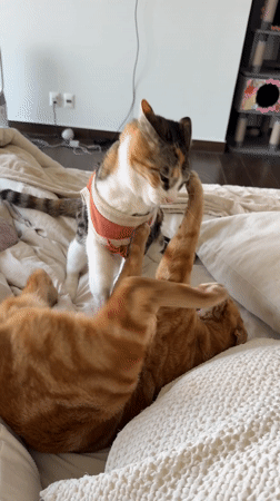 Two cats play and wrestle on bed in Mexico