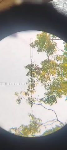 A video taken through a scope of what appears to be a bird in a tree. The reticle of the scope is visible with crosshairs and windage and elevation markings. The background is a pale sky with the green and yellow leaves of a tree. The bird is small and perched on a branch.