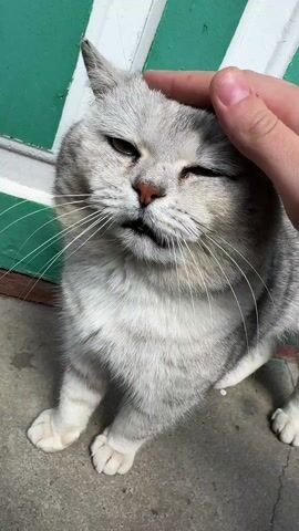 A person pets a gray-and-white tabby cat that sits in front of a green and white striped wall. The cat appears content, and its eyes are mostly closed. The person pets the top of the cat's head and strokes it behind the ears. The cat's tail is visible, and the camera angle changes slightly. The concrete beneath the cat is visible.