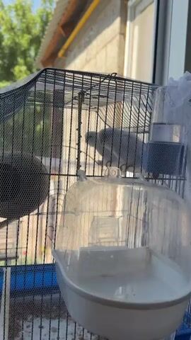 The video shows two small light-colored birds in a black cage. One bird is in the foreground and appears to be grooming itself, facing away from the camera. The second bird is further back in the cage and is also facing away from the camera. A clear plastic water dish is attached to the front of the cage, and a blue water dispenser is attached to the side of the cage. The cage is placed near a window, and sunlight is visible through the cage bars and a mesh covering on the cage. Outside the cage, through the window, a blurry background of greenery and a building structure can be seen. The lighting suggests it is daytime.