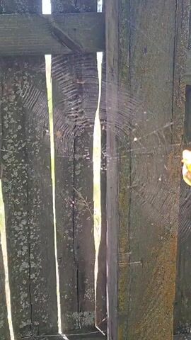 A spiderweb is visible on a weathered wooden fence. The fence is made of vertical planks with gaps between them, allowing sunlight to shine through. A single yellow leaf is caught in the spiderweb. The background is out of focus.