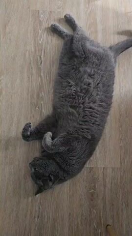 A top-down, eye-level shot shows a grey cat lying on its back on a light-colored wooden floor. The cat's belly is exposed, and its paws are curled in front of its chest. A human hand enters the frame from the bottom left and gently strokes the cat's head and neck. The cat appears relaxed and receptive to the touch.