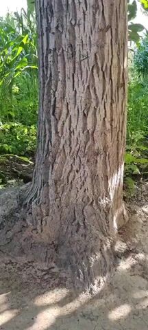 The video begins with a close-up of the textured bark of a tree trunk. The camera then pans upwards, revealing more of the trunk and the surrounding foliage. The tree has rough, grayish-brown bark with deep vertical fissures. As the camera moves higher, branches and green leaves become visible, creating a canopy. The background shows more greenery, possibly other trees or plants, and hints of sunlight filtering through. The overall environment appears to be outdoors, likely in a natural setting like a forest or garden. There are no people or animals visible in the video, and no discernible actions or interactions are occurring, apart from the movement of the camera. The video focuses solely on the details of the tree and its immediate surroundings.