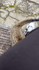 Person interacts with tabby cat on wooden surface