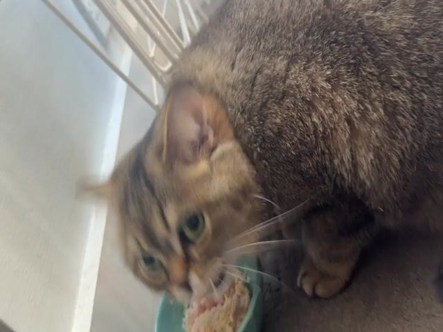 A brown tabby cat is eating from a small, light-blue bowl. The bowl appears to be full of white and pink food. The cat is positioned close to a white wall with a white drying rack. The cat is facing forward in the frame, but angled slightly to the left. It sticks its tongue out to lick the bowl as it eats. The camera is focused close on the cat and bowl, then zooms out slightly. A voice can be heard speaking in the background.
