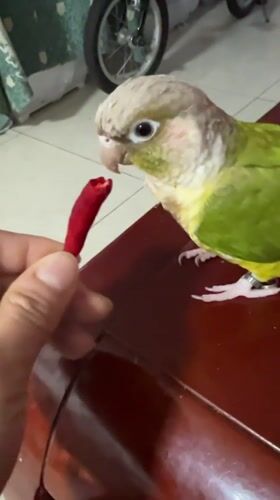 Parrot reaches for chili pepper in Shunde District