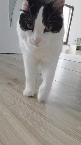 A bicolored black and white cat walks slowly and directly towards the camera, which is positioned at a low angle. The cat has white fur on its face, chest, belly, and legs, with black fur on its ears, forehead, and back, including a distinct black stripe running down its nose. Its eyes are yellow-green. The cat walks on a light-colored, possibly wooden or tiled, floor, with the background out of focus.