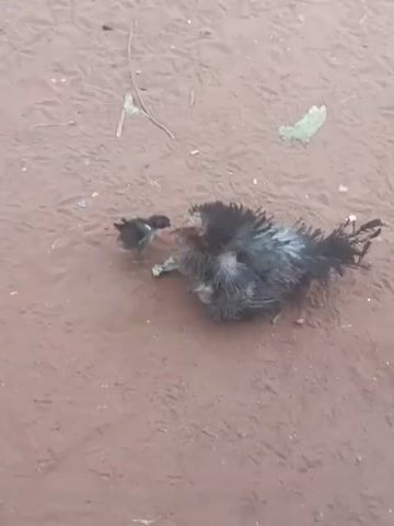The video shows a dark-colored, partially plucked bird lying on its side on a reddish-brown sandy ground with scattered debris. Next to it, there's a small, black chick standing. The larger bird appears unwell or deceased, with its feathers ruffled and disheveled.