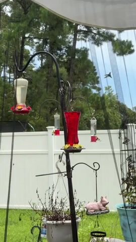 A backyard scene is shown with a black metal bird feeder stand holding multiple hummingbird feeders. The feeders contain red and clear liquids. A small pink pig statue hangs from the stand. A potted plant is in the foreground. In the background, a white fence and trees are visible, along with a black net covering an area. A small bird is seen flying.