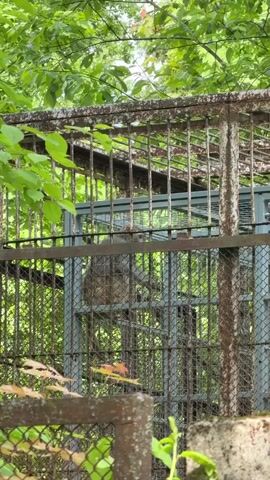 A capybara is visible within a large, rustic metal enclosure at Tokkari-Lend in Russia. The cage is constructed from thick metal bars and chain-link fencing, showing significant signs of rust and age. Behind the capybara, another section of the enclosure with similar metalwork is visible. The animal is positioned on a raised platform or structure within the cage, partially obscured by the bars. Lush green foliage, including trees and bushes, surrounds the enclosure, creating a natural backdrop. The lighting suggests it is daytime, possibly overcast, with soft, even illumination. The capybara is mostly still, looking around its environment within the cage.