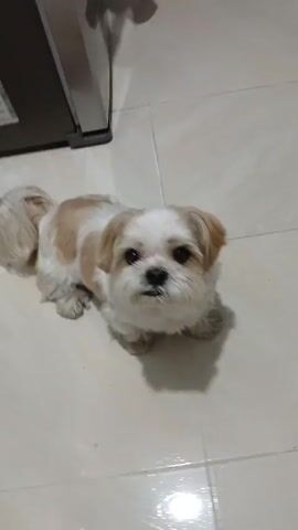A medium-shot video shows a small, tan and white dog with long hair, possibly a Shih Tzu, lying on a light-colored tiled floor next to a stainless steel refrigerator. The dog looks up at the camera, then looks down and licks its nose. Someone says "Cookie?" The dog stands up and barks.