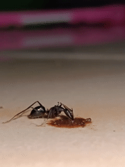 Ant feeding behavior documented in Lhokseumawe, Indonesia
