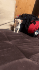 Chihuahua puppy barks, settles on purple sofa in Bulgaria