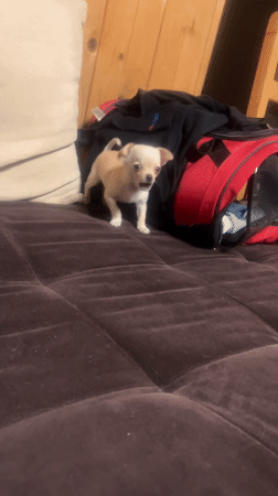 Chihuahua puppy barks, settles on purple sofa in Bulgaria